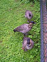 Canard (ord Anseriformes) (fam Annatides) (Photo F. Mrugala) (1)